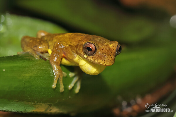 Dendropsophus carnifex (Dendropsophus carnifex)