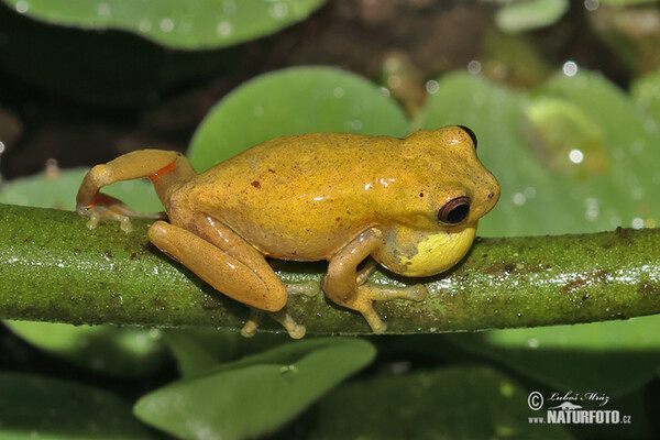 Dendropsophus carnifex (Dendropsophus carnifex)