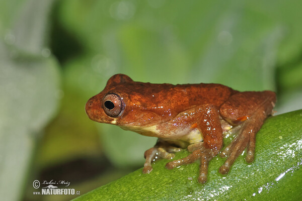 Dendropsophus carnifex (Dendropsophus carnifex)