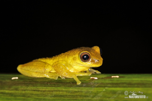 Dendropsophus carnifex (Dendropsophus carnifex)