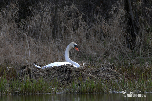 Der Höckerschwan (Cygnus olor)