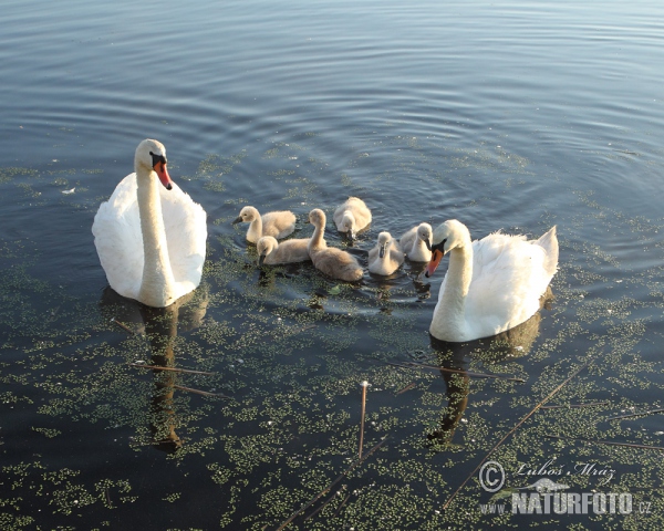 Der Höckerschwan (Cygnus olor)