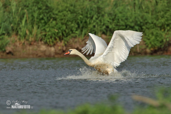 Der Höckerschwan (Cygnus olor)