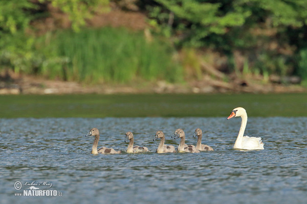 Der Höckerschwan (Cygnus olor)