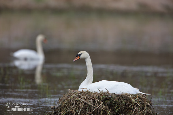 Der Höckerschwan (Cygnus olor)