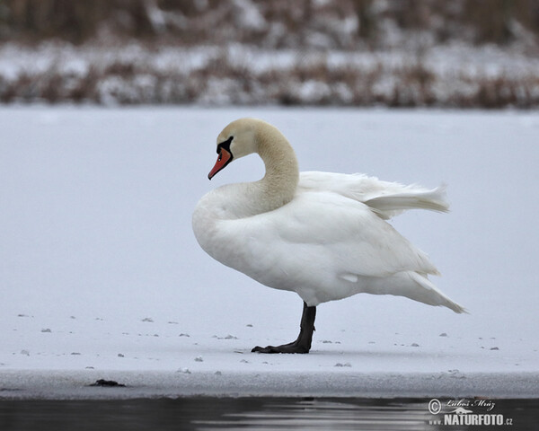 Der Höckerschwan (Cygnus olor)