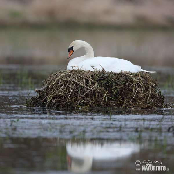 Der Höckerschwan (Cygnus olor)