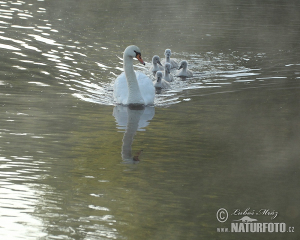 Der Höckerschwan (Cygnus olor)