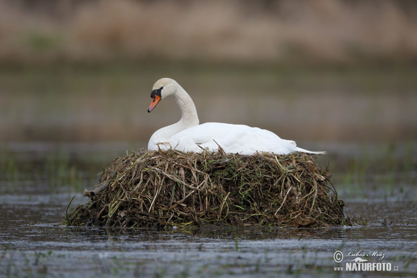 Der Höckerschwan (Cygnus olor)