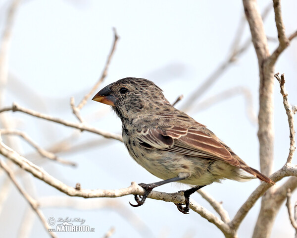 Dickschnabel-Darwinfink (Platyspiza crassirostris)