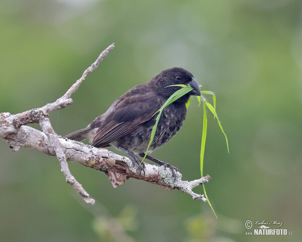 Dickschnabel-Darwinfink (Platyspiza crassirostris)