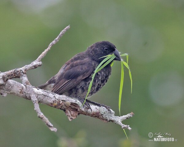 Dickschnabel-Darwinfink (Platyspiza crassirostris)