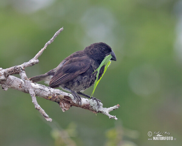 Dickschnabel-Darwinfink (Platyspiza crassirostris)