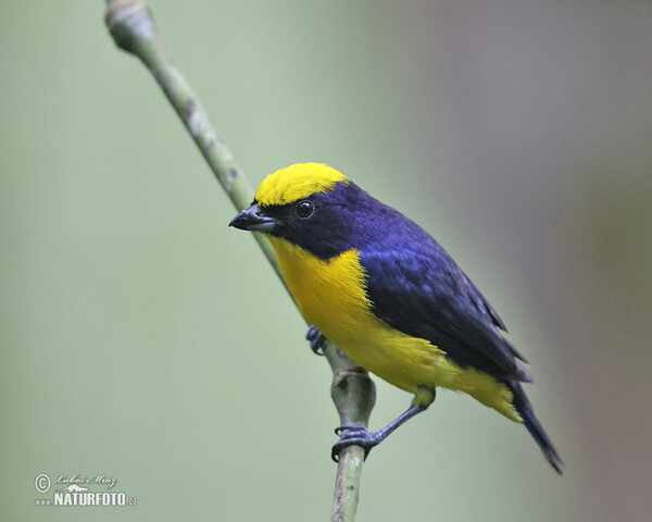 Dickschnabelorganist (Euphonia laniirostris)