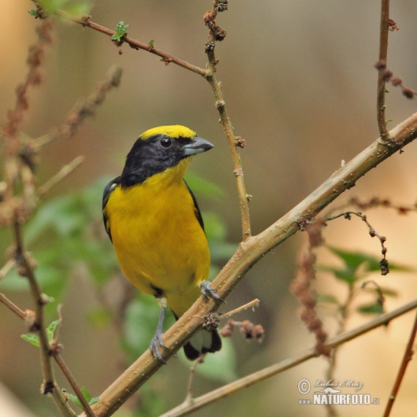 Dickschnabelorganist (Euphonia laniirostris)