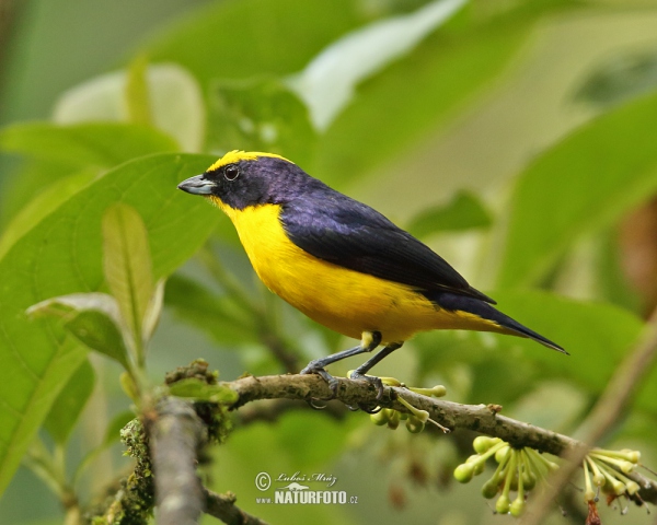 Dickschnabelorganist (Euphonia laniirostris)