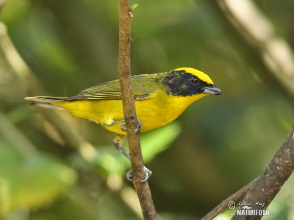 Dickschnabelorganist (Euphonia laniirostris)