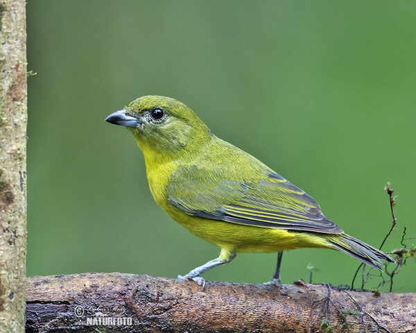 Dickschnabelorganist (Euphonia laniirostris)