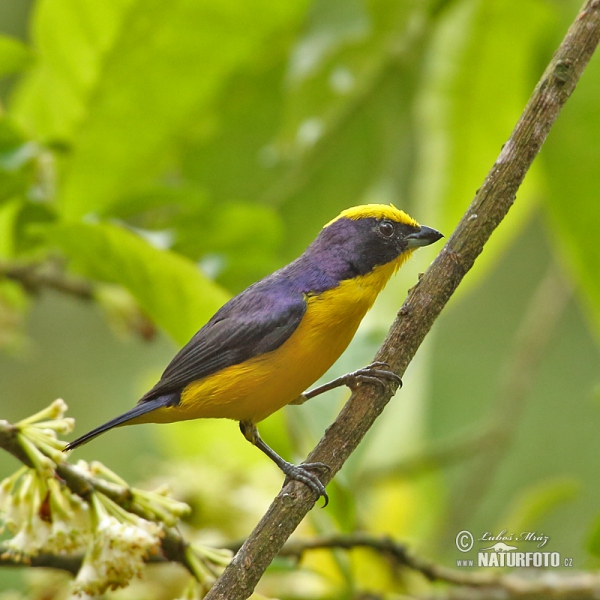 Dickschnabelorganist (Euphonia laniirostris)