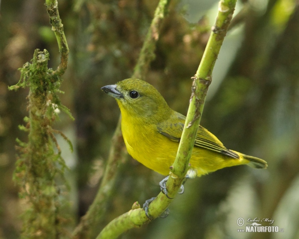 Dickschnabelorganist (Euphonia laniirostris)