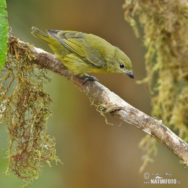 Dickschnabelorganist (Euphonia laniirostris)