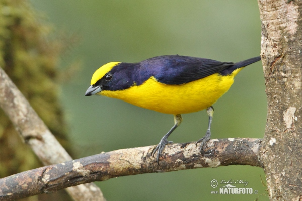 Dickschnabelorganist (Euphonia laniirostris)