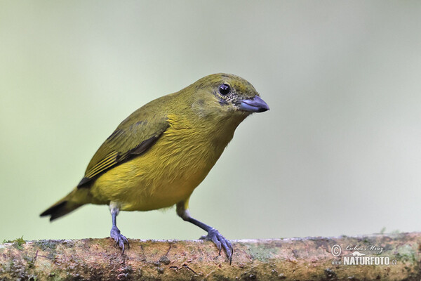 Dickschnabelorganist (Euphonia laniirostris)