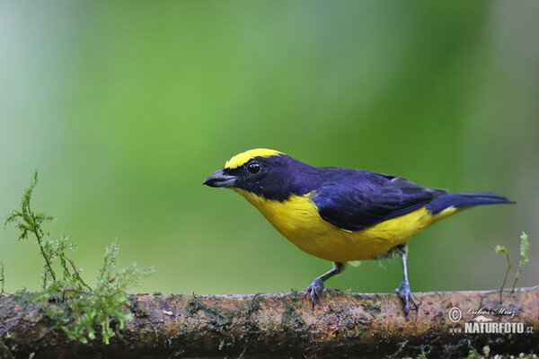 Dickschnabelorganist (Euphonia laniirostris)