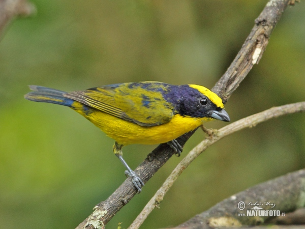 Dickschnabelorganist (Euphonia laniirostris)