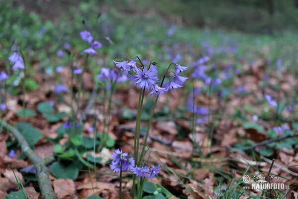 Die Wald-Soldanelle, Berg-Alpenglöckchen (Soldanella montana)