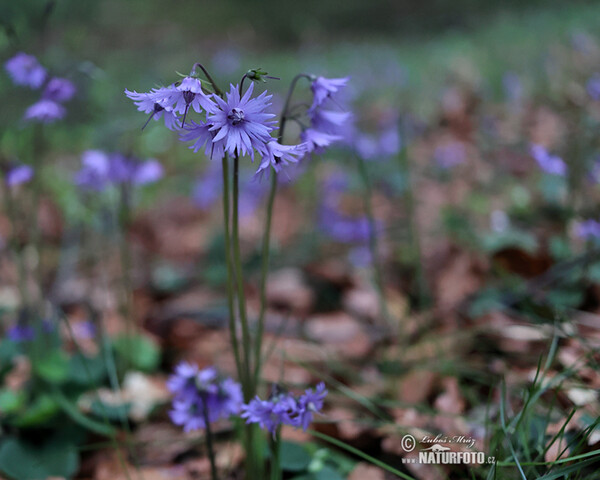 Die Wald-Soldanelle, Berg-Alpenglöckchen (Soldanella montana)