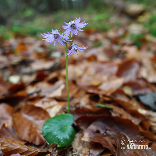 Die Wald-Soldanelle, Berg-Alpenglöckchen (Soldanella montana)