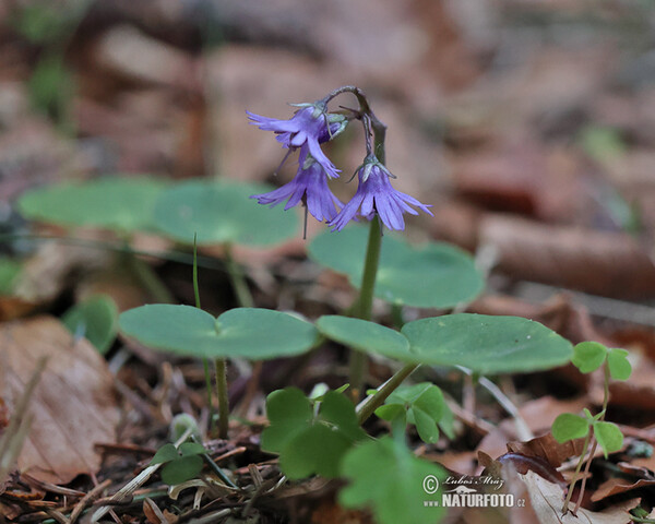 Die Wald-Soldanelle, Berg-Alpenglöckchen (Soldanella montana)