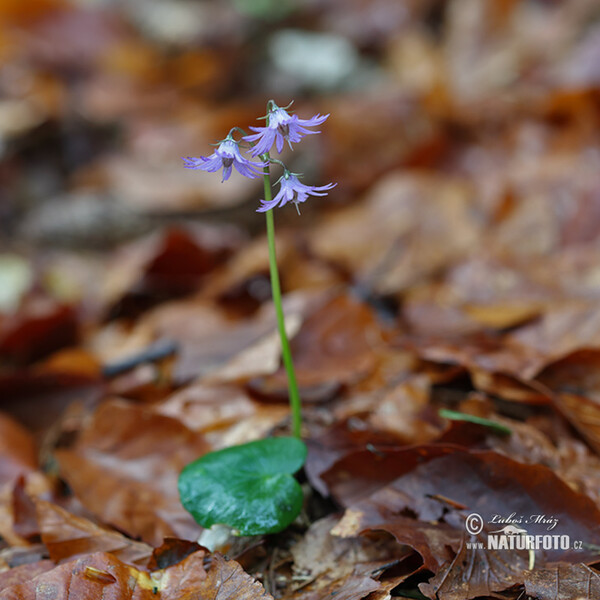 Die Wald-Soldanelle, Berg-Alpenglöckchen (Soldanella montana)