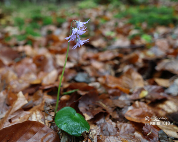 Die Wald-Soldanelle, Berg-Alpenglöckchen (Soldanella montana)