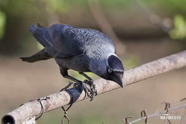 Dohle (Corvus monedula)