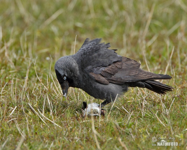 Dohle (Corvus monedula)