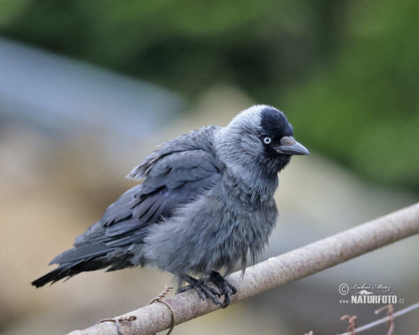 Dohle (Corvus monedula)