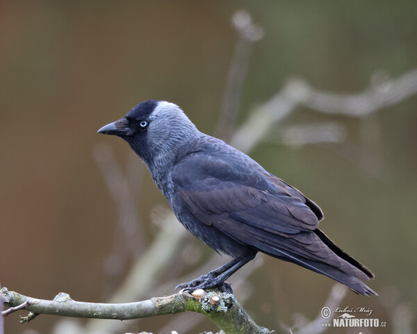 Dohle (Corvus monedula)