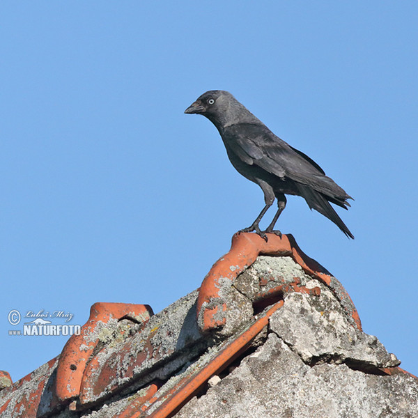 Dohle (Corvus monedula)