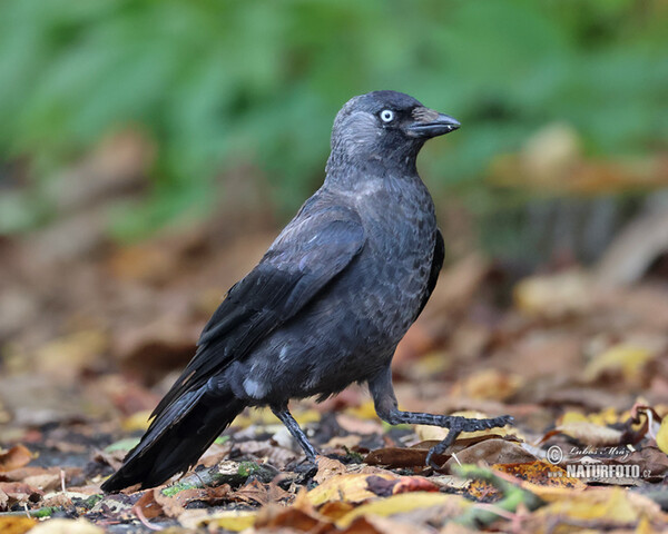 Dohle (Corvus monedula)