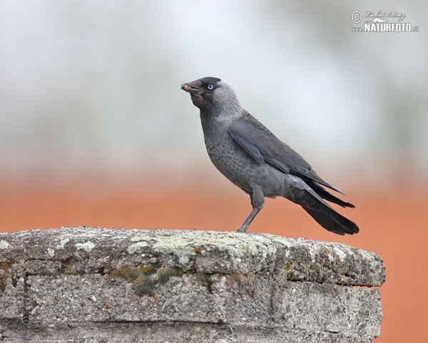 Dohle (Corvus monedula)