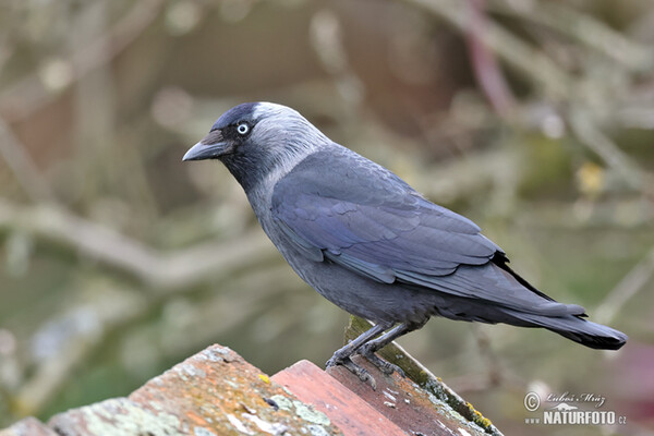 Dohle (Corvus monedula)