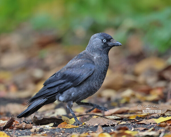 Dohle (Corvus monedula)