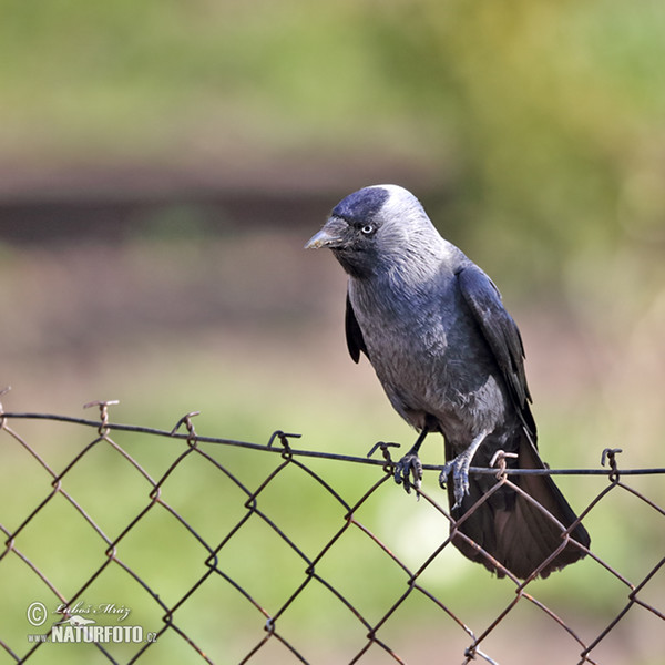 Dohle (Corvus monedula)