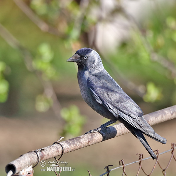 Dohle (Corvus monedula)