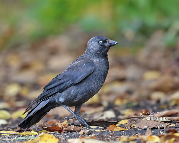 Dohle (Corvus monedula)