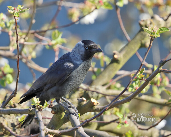 Dohle (Corvus monedula)