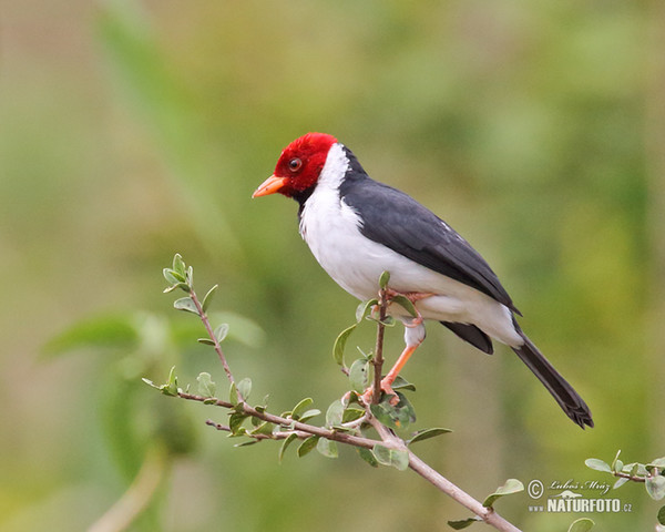 Dominikanerkardinal (Paroaria dominicana)