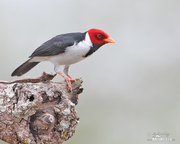 Dominikanerkardinal (Paroaria dominicana)